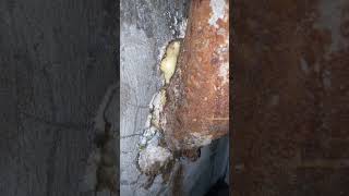 Unexpected DIY Fix Silicone and Spray Foam on Sewer Line [upl. by Reywas]