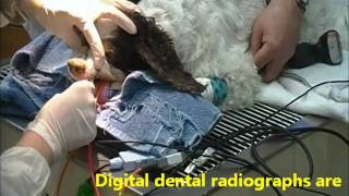 Dog Dental  Teeth Cleaning [upl. by Sibyls]