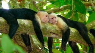 WhiteHeaded Capuchin Monkeys amp Coatis of Costa Rica [upl. by Behn595]