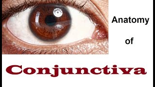 Anatomy Of Conjunctiva 12 [upl. by Lotsyrc]