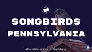 Explore Songbirds in Pennsylvania [upl. by Atinra]