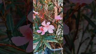 Nerium oleander is a poisonous perennial plant of the periwinkle family nerium plant flowers [upl. by Simonsen]