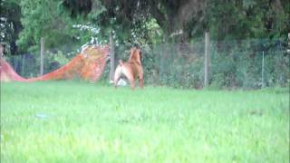 Boerboel Barking [upl. by Blinni885]