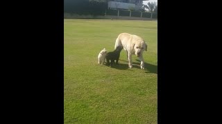 labrador retriever كلب اللابرادور  Labrador Retriever play with small Labrador [upl. by Richarda]