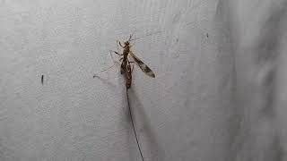 Long tailed Giant Ichneumon Wasp  longest ovipositor of any insect [upl. by Trik]