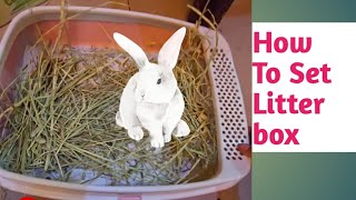 How To Set A Litter Box For Rabbit  Paper bedding For Rabbits [upl. by Aldwin]