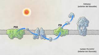 Fotosíntesis  Video HHMI BioInteractive [upl. by Ihcekn]