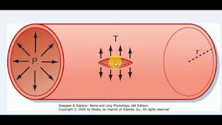 Physiology  Cardiology  1  HEMODYNAMICS of Blood Vessels [upl. by Mosa]