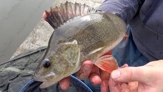 Perch Fishing Rigs Tips amp Tactics [upl. by Rozelle]