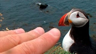 Frailecillos Fratercula arctica  Latrabjarg Islandia  2007 [upl. by Ynaffets]