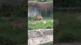 lionsongkhla zoo [upl. by Prosperus]