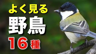 よく見る野鳥を16種類ほど詳しく解説！【初心者向け・鳴き声つき】 [upl. by Hagen]