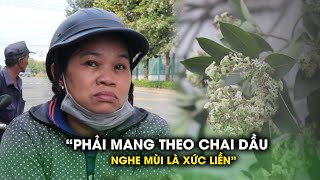 Hoa sữa nở rộ ở TPHCM người thích người sợ hãi ám ảnh [upl. by Derrej]