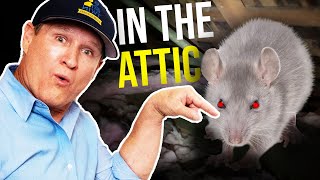 How to GET RID of RATS IN YOUR ATTICBEST Rodent Removal [upl. by Janean]