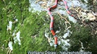 Fake  Coralsnake Lampropeltis triangulum [upl. by Eemaj]