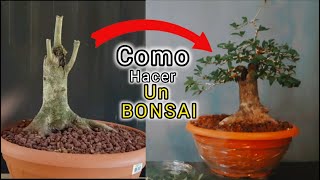 COMO EMPEZAR UN BONSAI  pinzado y corte de hojas [upl. by Salvucci]