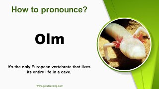 How to pronounce Olm in English correctly [upl. by Odranreb417]