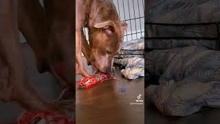 Dog Destroys Toy pitbull milliondollarbaby doglover viralvideo [upl. by Fazeli]