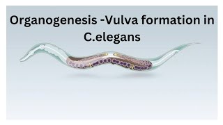 Organogenesis Vulva formation in Celegans [upl. by Notgnilra]