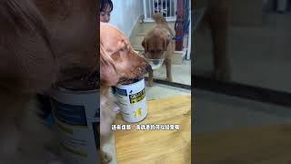 They also love to drink goat milk powder Cute pets golden retriever greedy dog goat milk powder [upl. by Debora935]