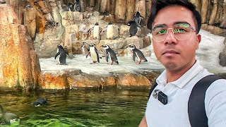 El MEJOR lugar para ver PINGÜINOS en CANADÁ 🐧🇨🇦 [upl. by Cornall]