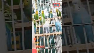 LOVE🐦 BIRDS shorts shortvadio Bihartajpurbudgie heartsoul8649 annevlogs424 [upl. by Howe]