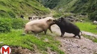 90 Craziest Animal Fights of All Time 2023 [upl. by Nhor]