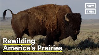 How to Bring Biodiversity Back to American Prairies [upl. by Mada126]