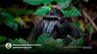 Sulawesi Crested Black Macaque Macaca nigra [upl. by Elizabet323]