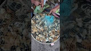 Nagpur ka Sunday birds market streetfood market pets birds animals sunday [upl. by Niajneb734]