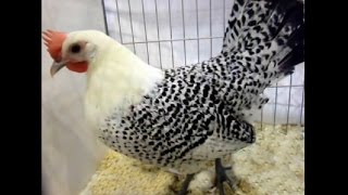 Groningen Gulls Bantam silver pencilled National Poultry Show UK [upl. by Holds]