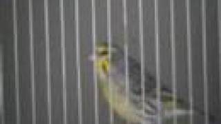 Hybride serin mozambique x canari [upl. by Aitahs261]