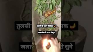 Tulsi ke kyare me Deepak 🪔trending viralshorts [upl. by Calandria]