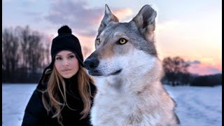 CZECHOSLOVAKIAN WOLFDOG  The Ultimate Guide  Animal Watch [upl. by Timmi59]