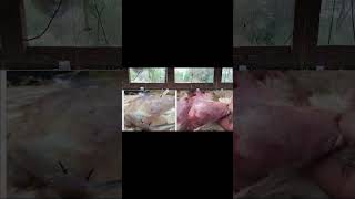 gumboro disease in poultrysymptoms and treatmentpoultryfarming [upl. by Pennington]