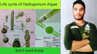 life cycle of Oedogonium Algae [upl. by Phylys]