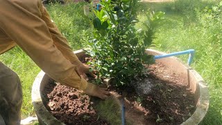 Planting fruit tree at home  country life show Simple Living [upl. by Latihs]