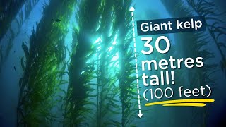 Saving The Oceans Giant Kelp [upl. by Erbe221]