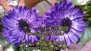 ウィーン少年合唱団 シューマン 流浪の民 Vienna Boys Chair Schumann Zigeunerleben Op293 [upl. by Iv200]