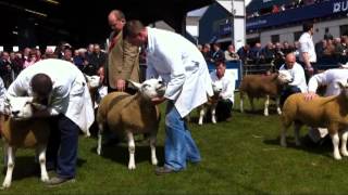 Texel championship judging at Balmoral Show 2012 [upl. by Ahsratan306]