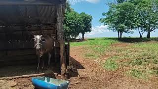 assentamento arapongas rio bonito do Iguaçu PR [upl. by Dunham]