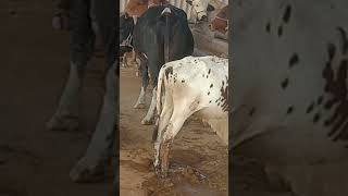 Abu dubai farm animal ytshorts cow farming shorts animalcare amp breeding [upl. by Daile852]