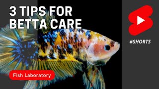 3 Betta Fish Care Tips shorts [upl. by Loredo]