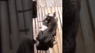 Male cat suddenly attacks female cat catattack cats shorts [upl. by Theurich816]