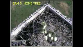 Eaglecrest 04012014 WILMA JUMP WITH THE GOSLINGS [upl. by Liagiba]