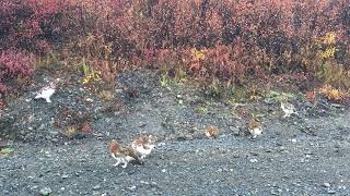 Ptarmigans in the Fall [upl. by Viehmann823]