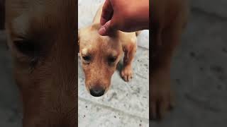 Funny Dog  puppy ❤️ cute dogs shorts short video trending funny animals tiktok dog fun [upl. by Klein]