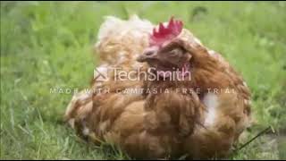 Les maladies des poules les plus repandue  leurs symptomes et leur traitement [upl. by Ylrehc]