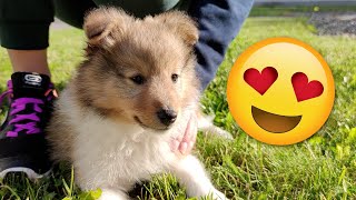 Cute sheltie puppy ❤ TWO MONTH OLD PUPPY [upl. by Guthrie455]