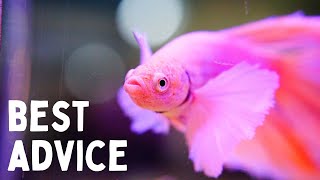 Everything You Should Know Before You Get a Betta 7 Tips for Keeping Bettas in an Aquarium [upl. by Lenod569]